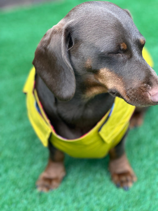 Waterproof Dachshund Dry Wax Canvas Coat: Chest Covering, Harness Option