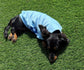 Dachshund  waterproof tummy fleece ,dachshund jumper ,dachshund jacket,mud and water repellent fleece , dachshund fleece