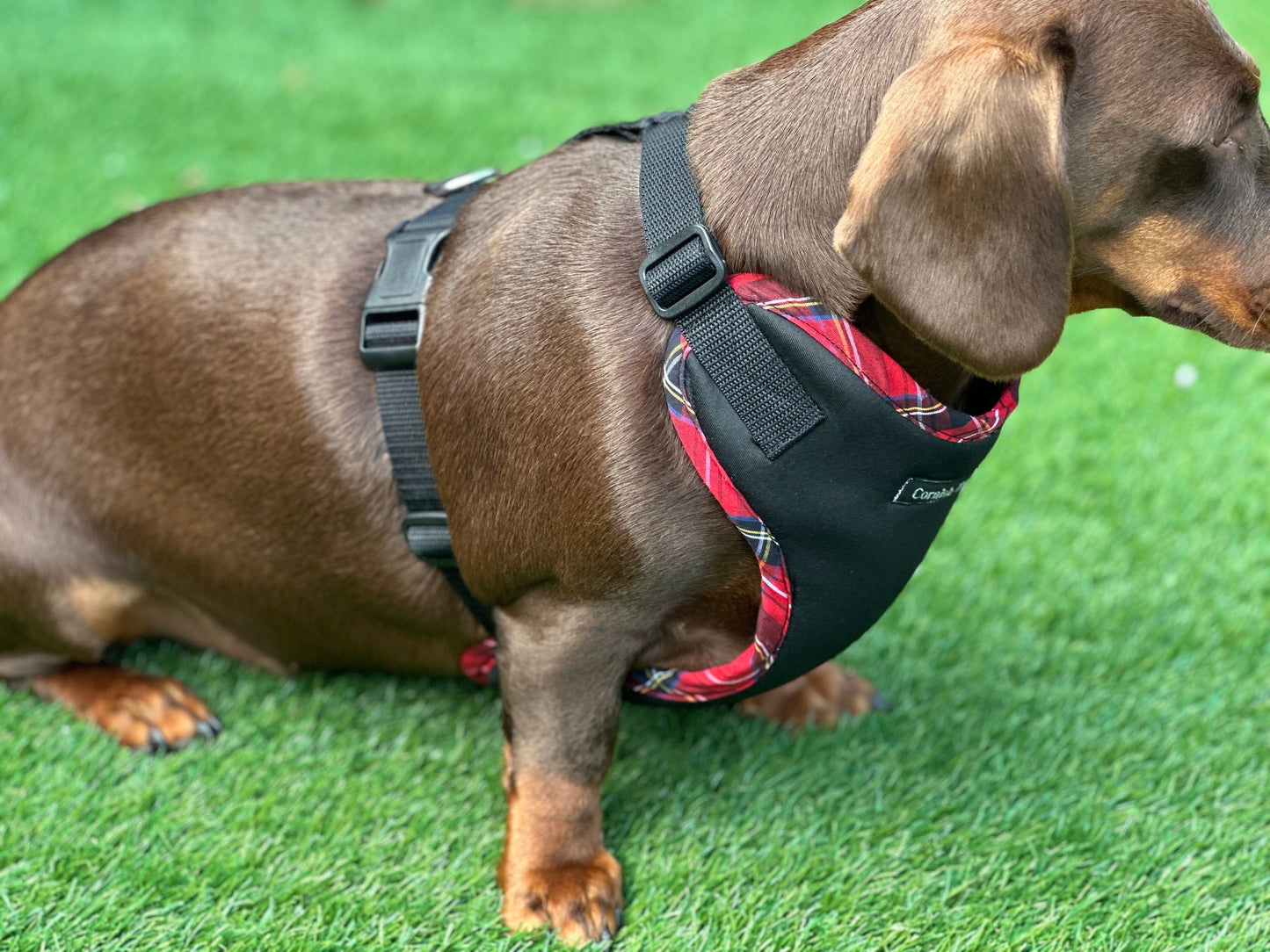 Padded Neoprene Dachshund Harness: No-Choke Waterproof Dog Harness
