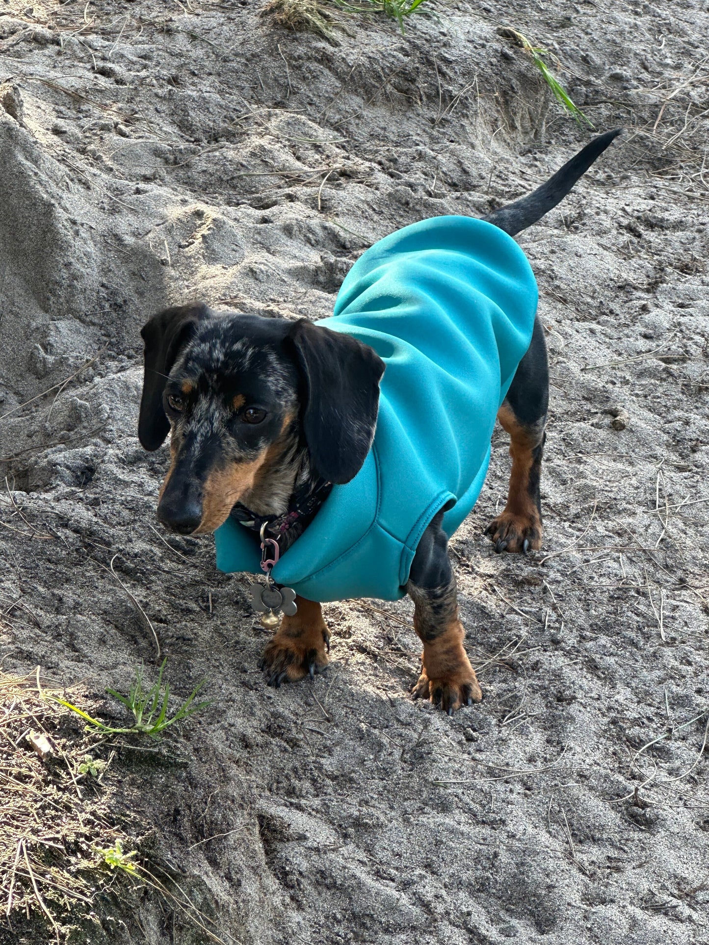Dachshund Neoprene Dog Jumper: Stretchy, Insulated, Open-Neck