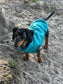 Dachshund Neoprene Dog Jumper: Stretchy, Insulated, Open-Neck