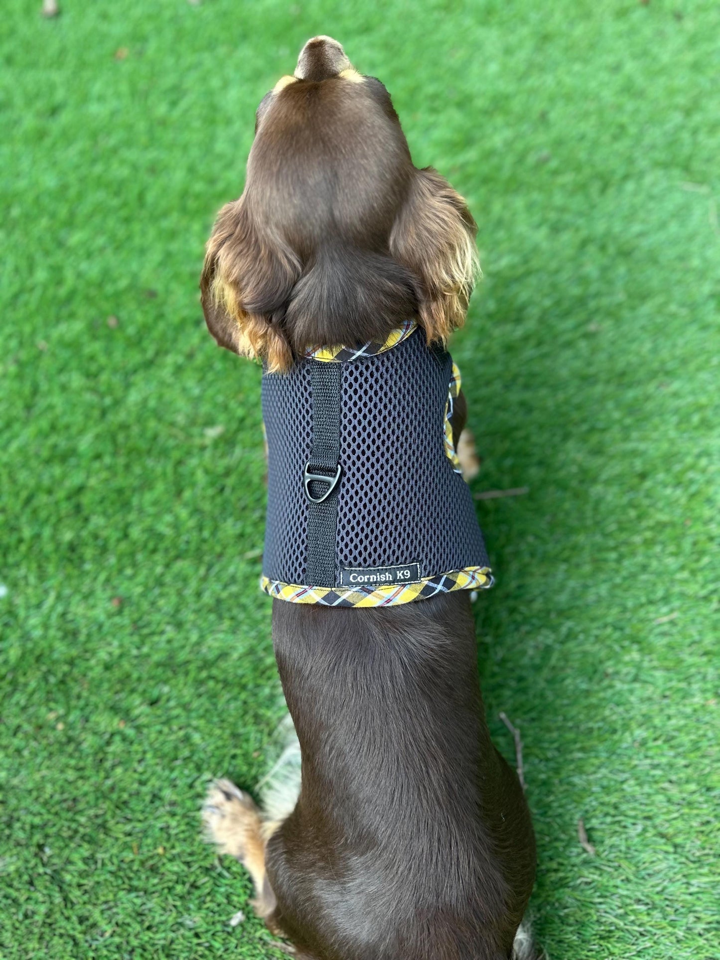 Made-to-Measure Dachshund Harness: Cornish Tartan Trim, No-Rub Design