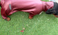 Waterproof Dachshund Onesie: Eco-Friendly Stretchy Dog Jumpsuit