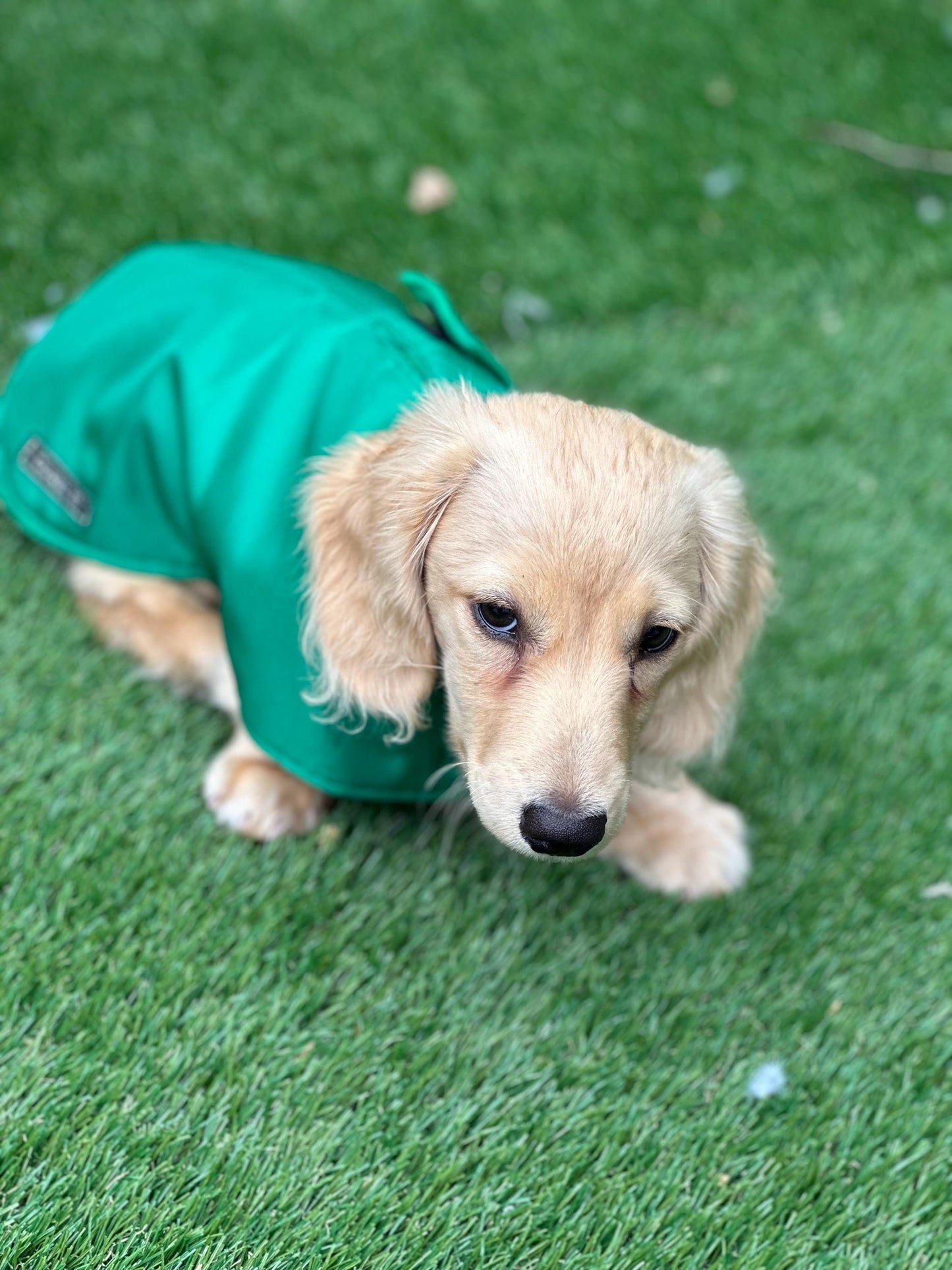 Waterproof Fleece-Lined Dachshund Coat: Lightweight Spring Dog Apparel