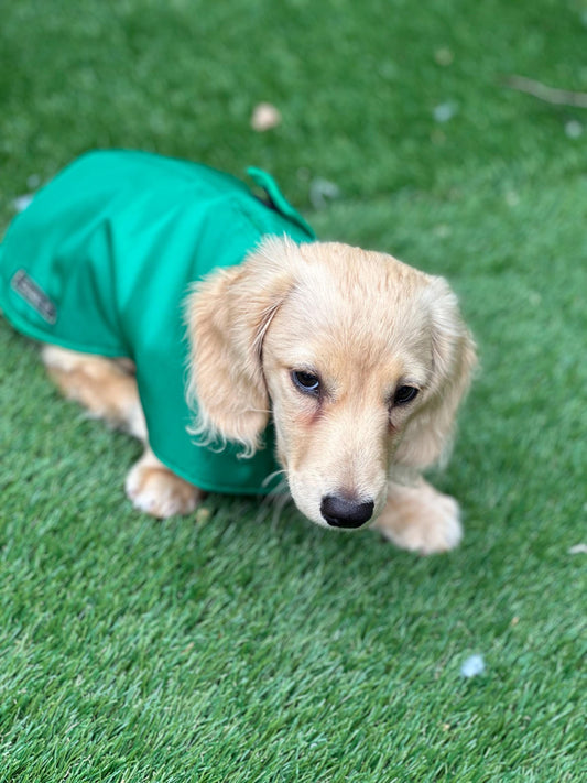 Waterproof Fleece-Lined Dachshund Coat: Lightweight Spring Dog Apparel