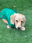 Waterproof Fleece-Lined Dachshund Coat: Lightweight Spring Dog Apparel
