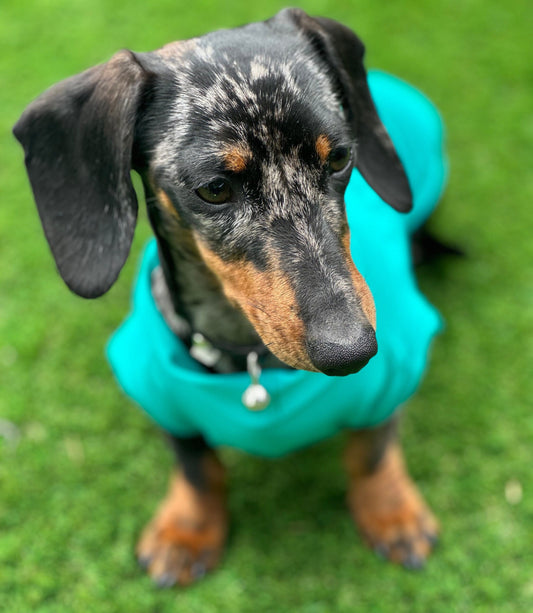 Dachshund Lycra Cooling Top: Moisture-Wicking Dog Jumper