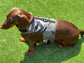 Waterproof Dachshund Harness: Fleece Lined, No-Rub Design