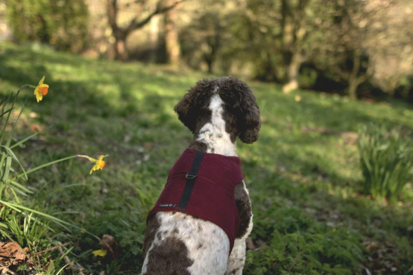 Made-to-Measure Corduroy Dog Harness: Fleece Lined, Adjustable Fit