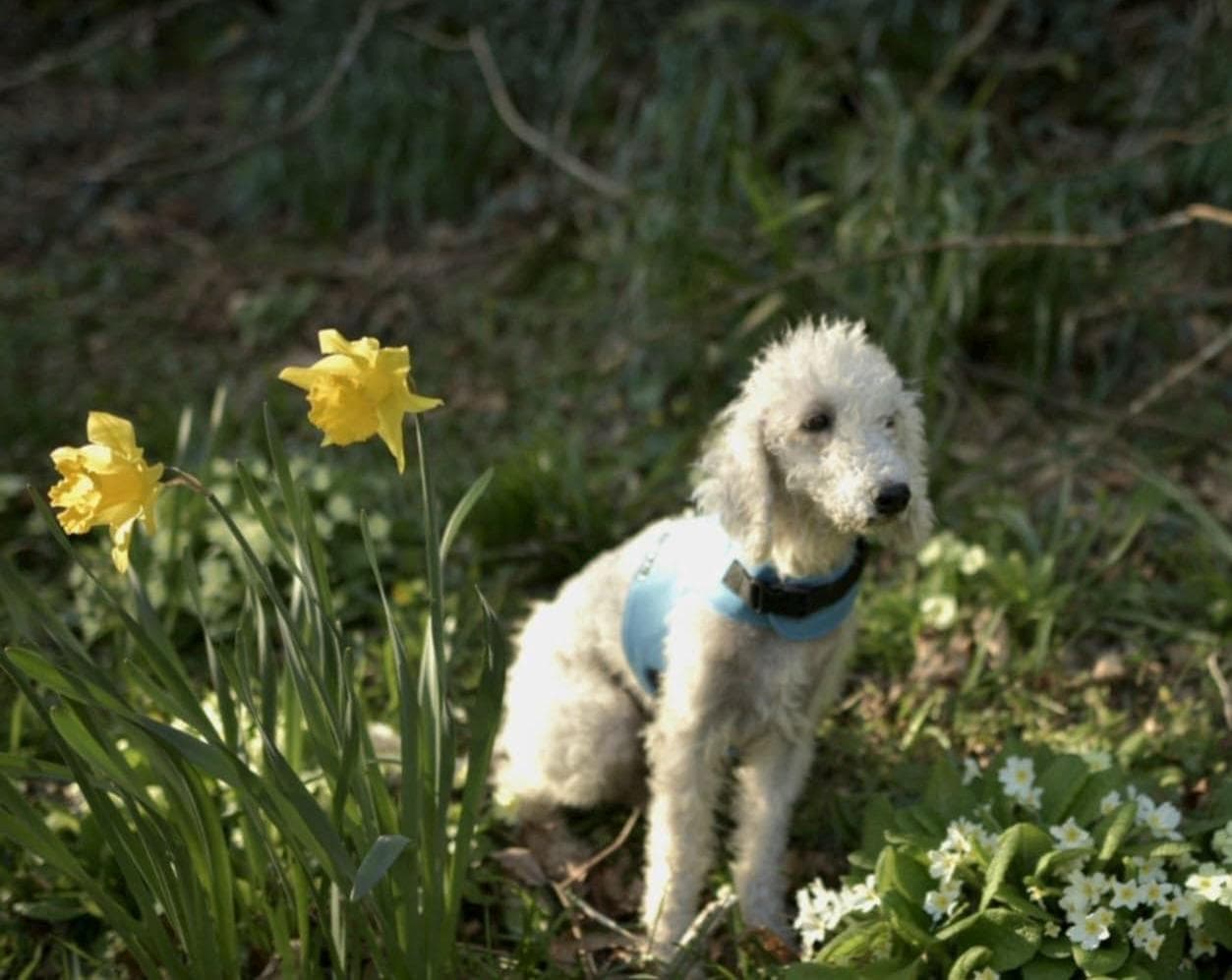 Waterproof Dog Harness: Fleece Lined, No-Rub Design, Made to Measure