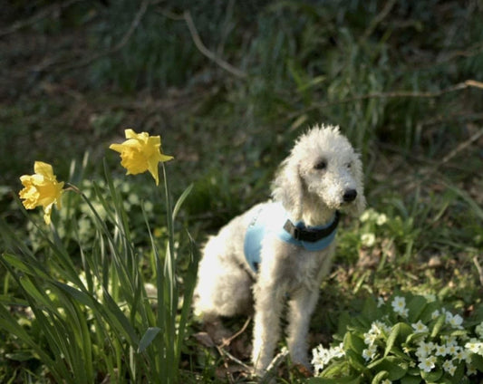 Waterproof Dog Harness: Fleece Lined, No-Rub Design, Made to Measure