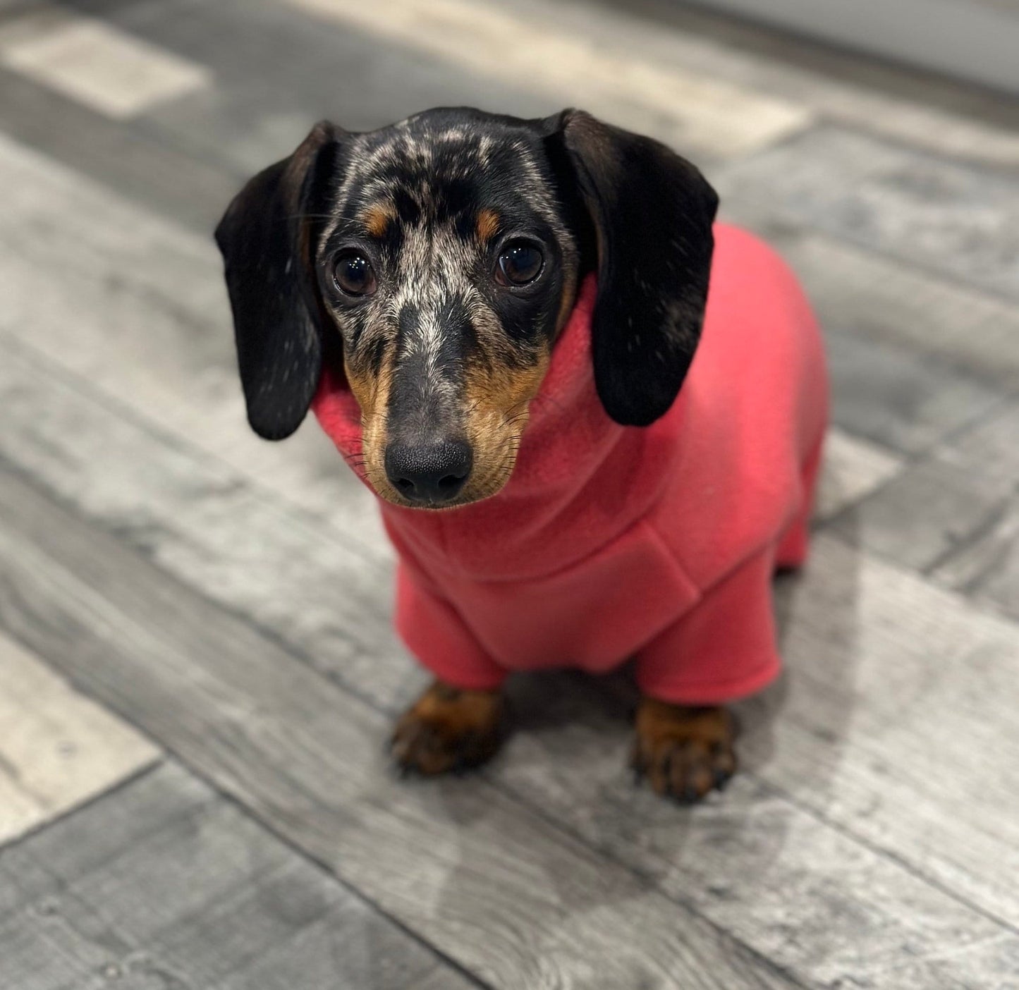Miniature Dachshund Fleece Onesie: Water Repellent Dog Jumpsuit