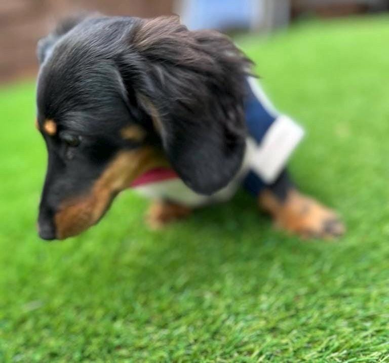Dachshund Fleece Jumper: Breathable, Washable Dog Coat