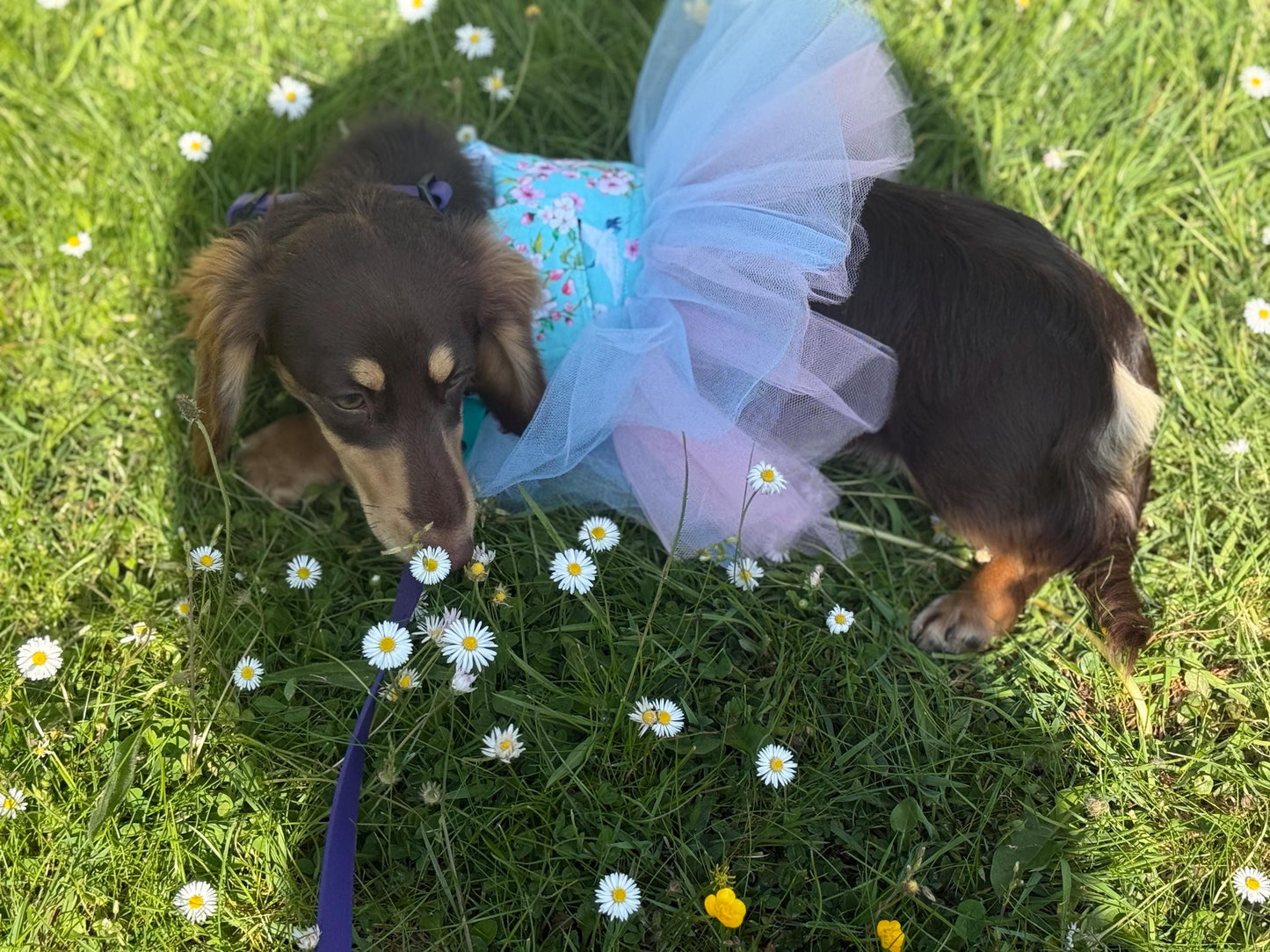 Dachshund Tutu Dog Dress: Made-to-Order Cotton Tunic