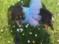 Dachshund Tutu Dog Dress: Made-to-Order Cotton Tunic