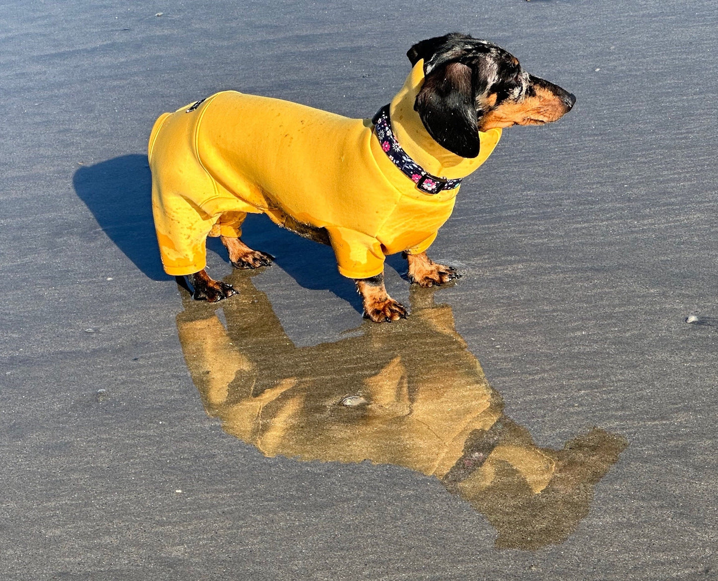 Mini Dachshund Neoprene Onesie: Stretchy Dog Jumpsuit