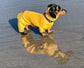 Mini Dachshund Neoprene Onesie: Stretchy Dog Jumpsuit