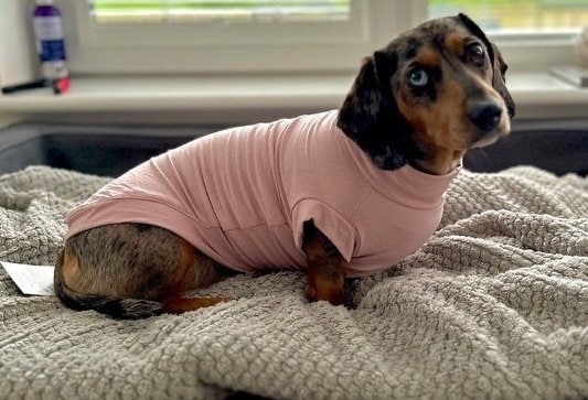 Bamboo Dachshund T-Shirt: Anti-Allergy Cooling Dog Top
