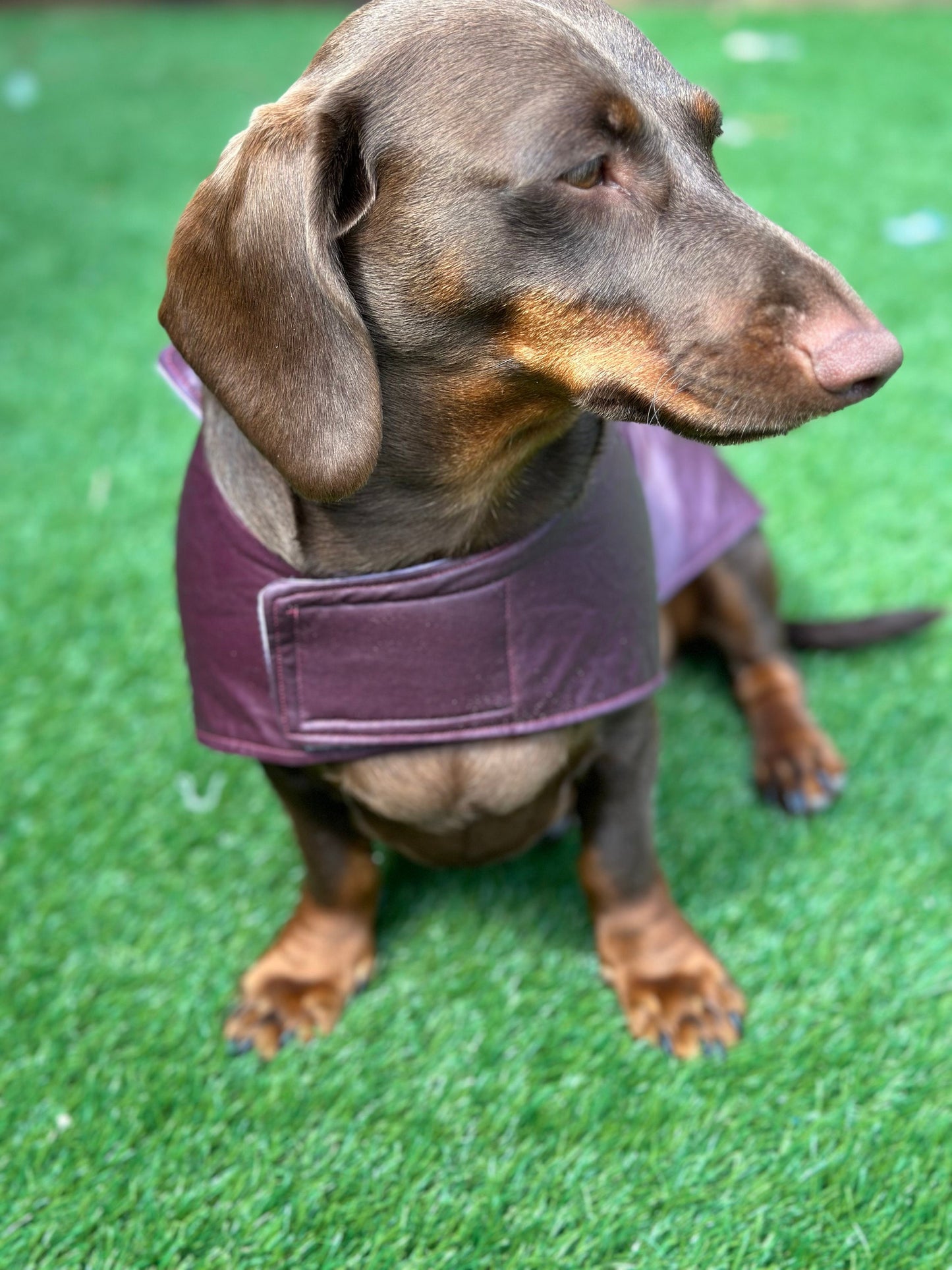 Waterproof Waxed Cotton Dachshund Dog Coat: Fleece Collar