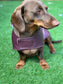 Waterproof Waxed Cotton Dachshund Dog Coat: Fleece Collar