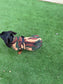 Fleece Dachshund Coat: Water Repellent Dog Jumper, Custom Fit