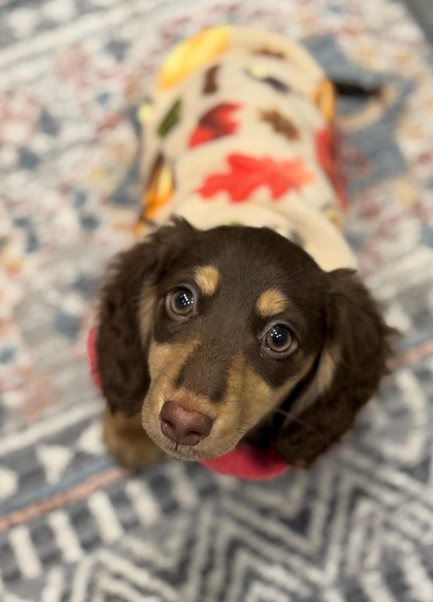 Personalized Dachshund Fleece Jumper: Water Repellent Dog Coat