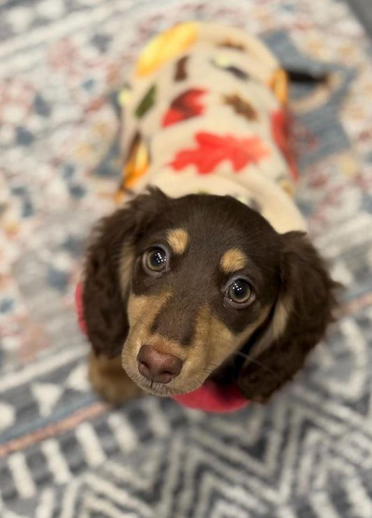 Personalized Dachshund Fleece Jumper: Water Repellent Dog Coat