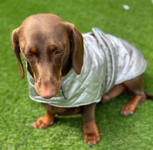 Reflective Dachshund Quilted Dog Coat: Waterproof Winter Jacket
