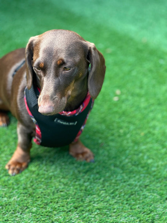 Padded Neoprene Dachshund Harness: No-Choke Waterproof Dog Harness