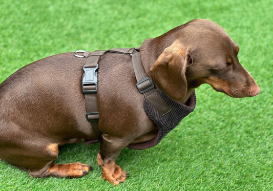 Corduroy Dachshund Harness: Fleece Lined, No-Choke Design
