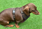 Corduroy Dachshund Harness: Fleece Lined, No-Choke Design