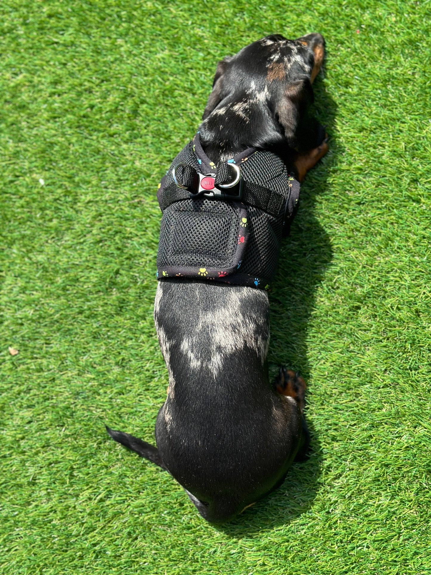 Made-to-Order Dachshund Harness: Black Spacer Mesh, Paw Print Trim