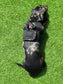 Made-to-Order Dachshund Harness: Black Spacer Mesh, Paw Print Trim