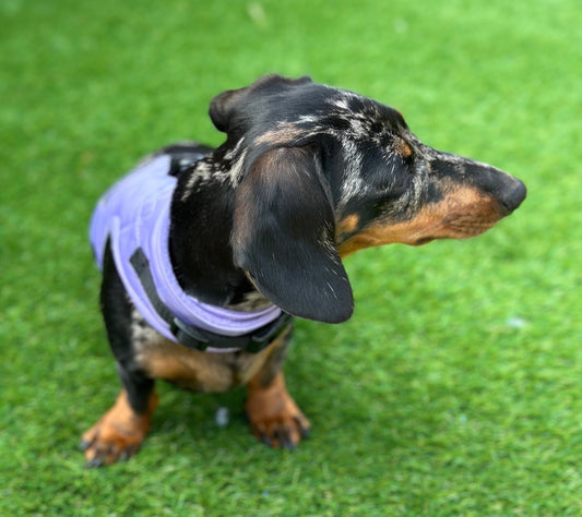 Waterproof Quilted Dachshund Harness: Fleece Lined, No-Rub Design