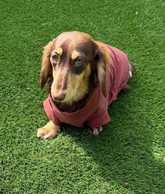 Bamboo Dachshund T-Shirt: Anti-Allergy Cooling Dog Top