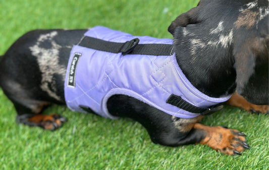 Waterproof Quilted Dachshund Harness: Fleece Lined, No-Rub Design