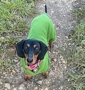 Water Resistant Fleece Dachshund Onesie: Mud Repellent Dog Coat