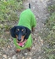 Water Resistant Fleece Dachshund Onesie: Mud Repellent Dog Coat