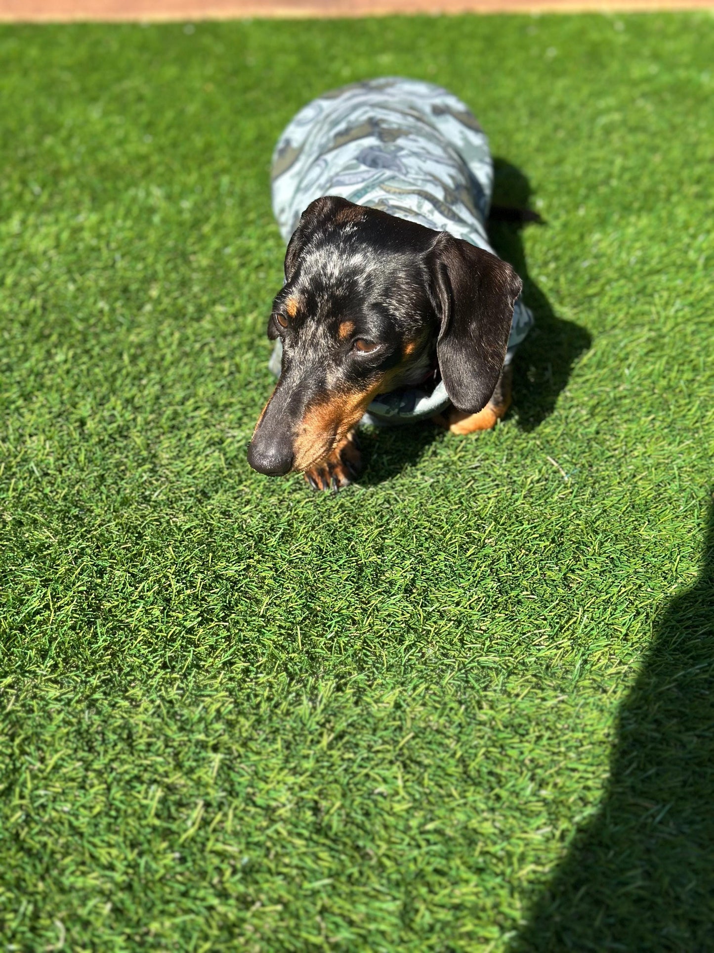 Dachshund dino  top,Daxie jumper,dachshund jumper ,dachshund  jersey jumper,washable dog jumper, dachshund tank top