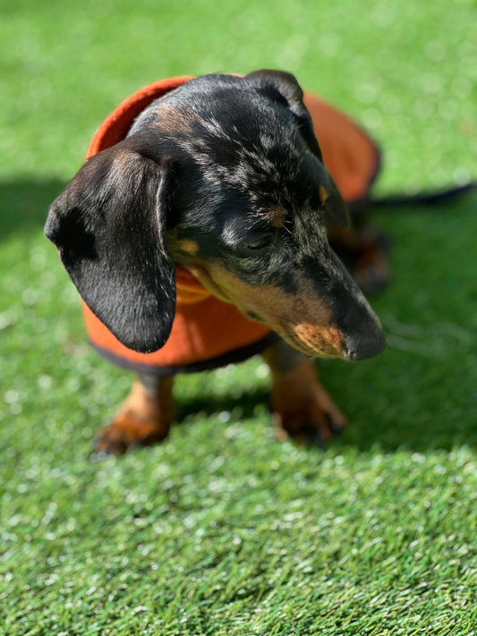 Dachshund Fleece Dog Coat: Mud Replacement, Double Layered, Custom Fit
