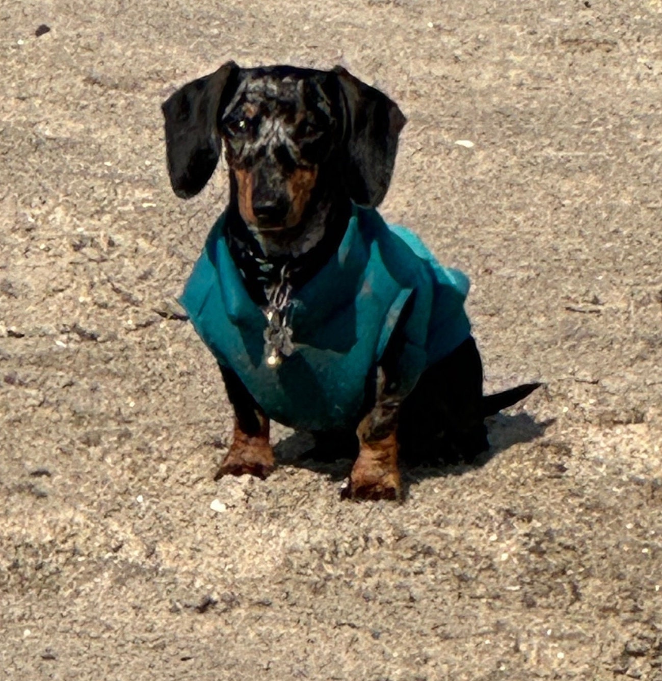 Dachshund Neoprene Dog Jumper: Stretchy, Insulated, Open-Neck