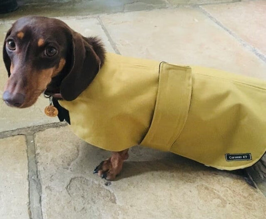 Waterproof Fleece Lined Dachshund Coat: Custom Fit Winter Dog Jacket