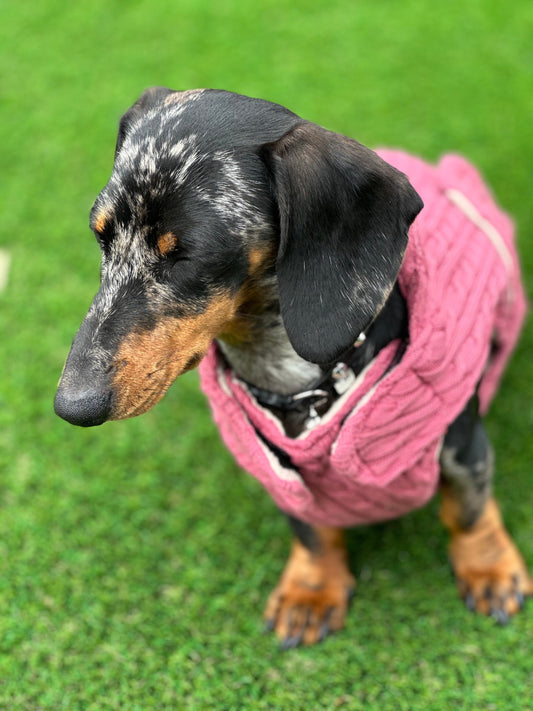 Cable Knit Dachshund Coat: Fleece Lined Dog Jacket