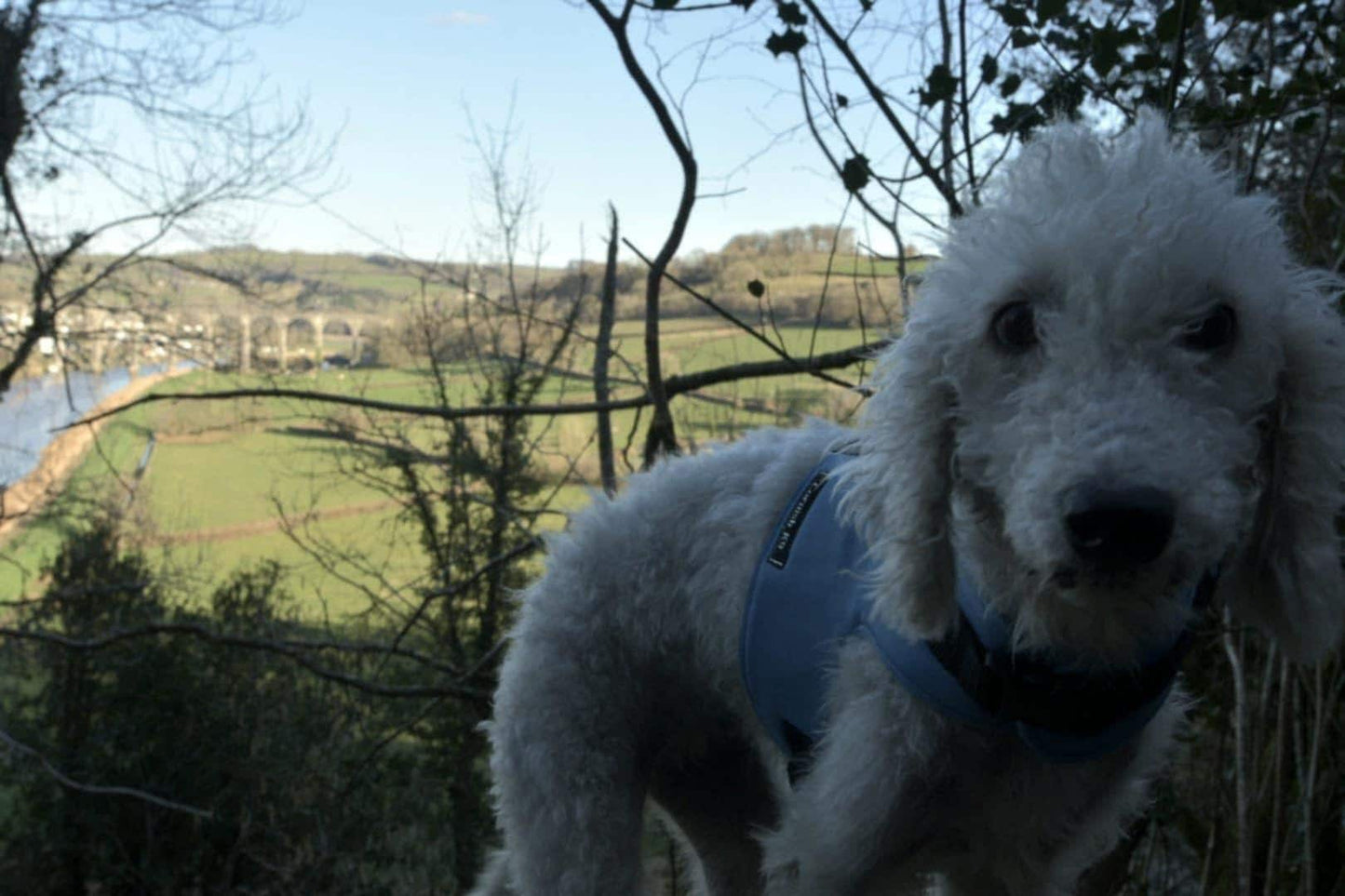 Waterproof Dog Harness: Fleece Lined, No-Rub Design, Made to Measure