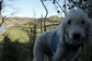 Waterproof Dog Harness: Fleece Lined, No-Rub Design, Made to Measure