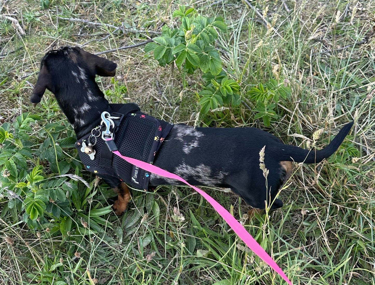 Made-to-Order Dachshund Harness: Black Spacer Mesh, Paw Print Trim