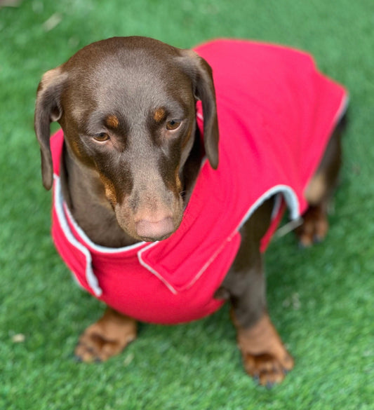 Waterproof Softshell Dachshund Coat: Fleece Lined, Windproof