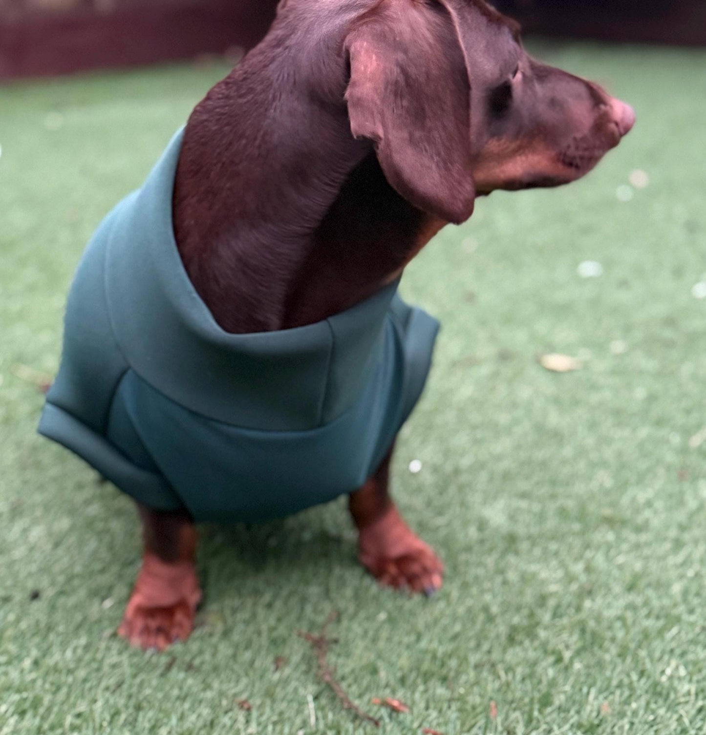 Dachshund neoprene jumper with water resistant belly panel