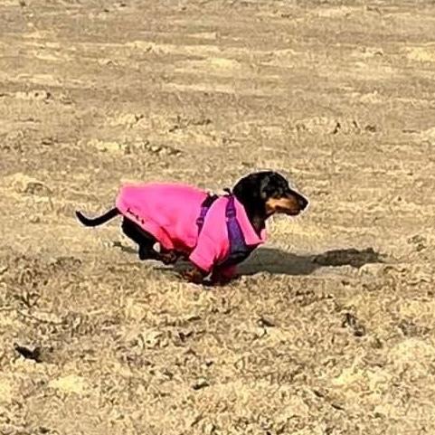 Dachshund Neoprene Jumper: Front Leg Dog Suit, Washable Dog Jumpsuit