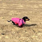 Dachshund Neoprene Jumper: Front Leg Dog Suit, Washable Dog Jumpsuit